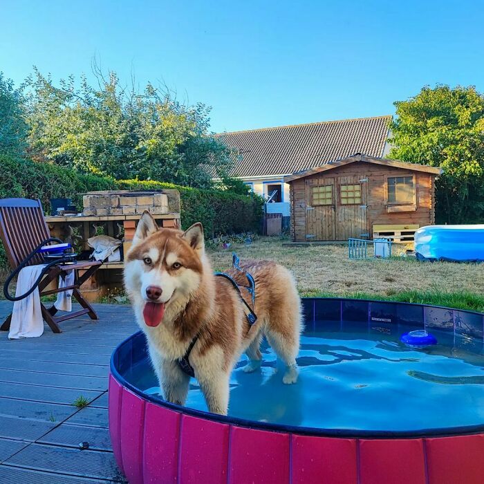 Recovering After Morning Dog Walk