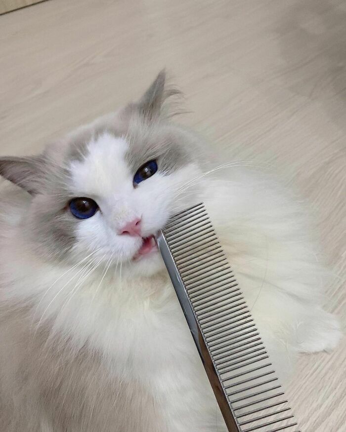 Cat with comb in its mouth