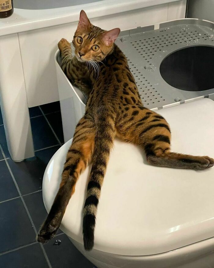 Cute Bengal Cat