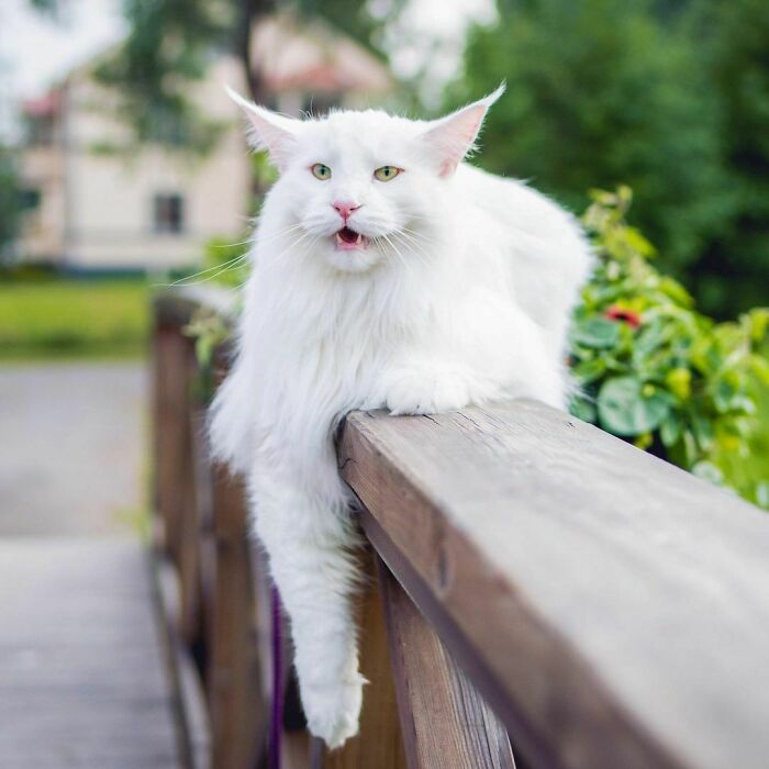 Enzo, el gato bosque de Noruega