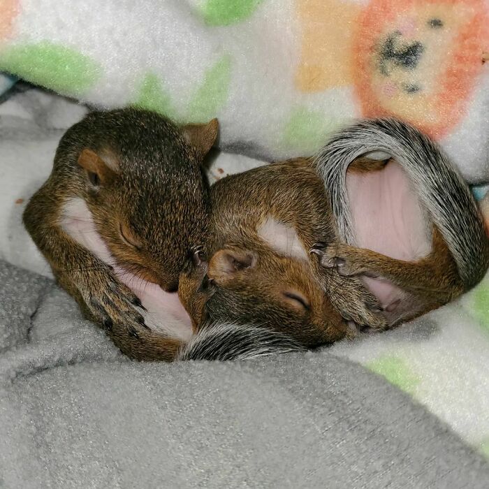 Laurel And Hardy In Their Morning Milk Coma