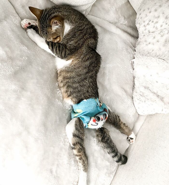 Couple Adopted Paralyzed Cat And Their Story Went Viral Couple Adopted Paralyzed Cat And Their Story Went Viral