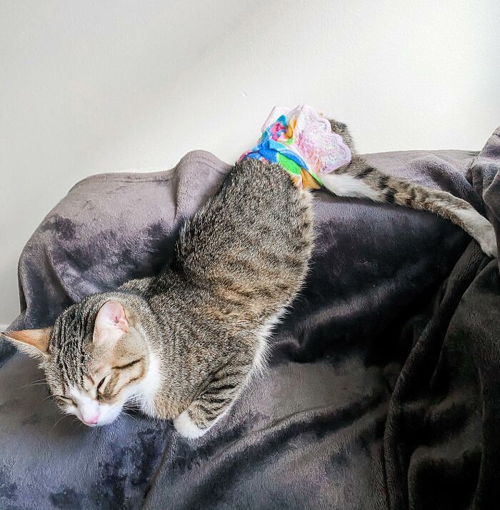 Couple Adopted Paralyzed Cat And Their Story Went Viral Couple Adopted Paralyzed Cat And Their Story Went Viral