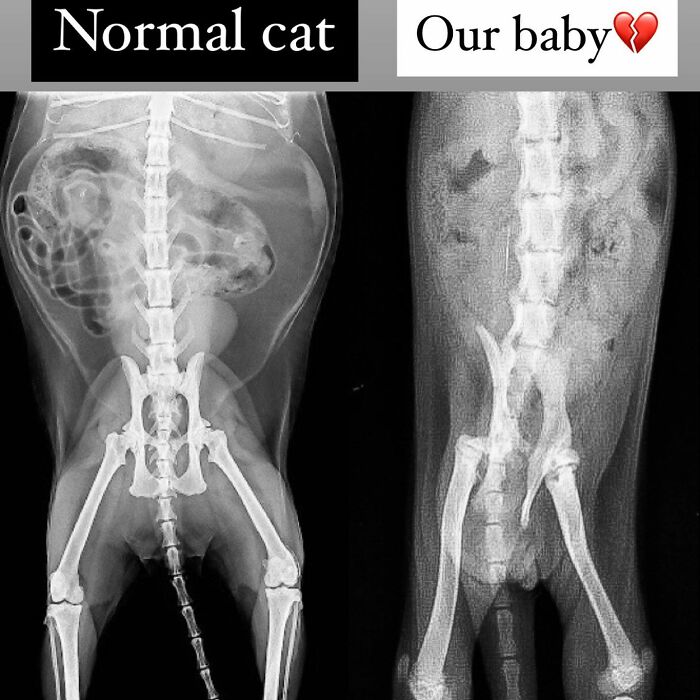 Couple Adopted Paralyzed Cat And Their Story Went Viral Couple Adopted Paralyzed Cat And Their Story Went Viral