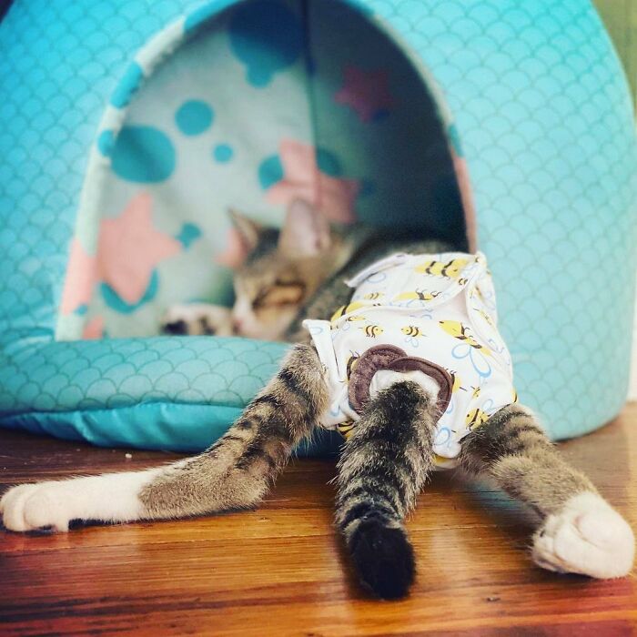 Couple Adopted Paralyzed Cat And Their Story Went Viral Couple Adopted Paralyzed Cat And Their Story Went Viral