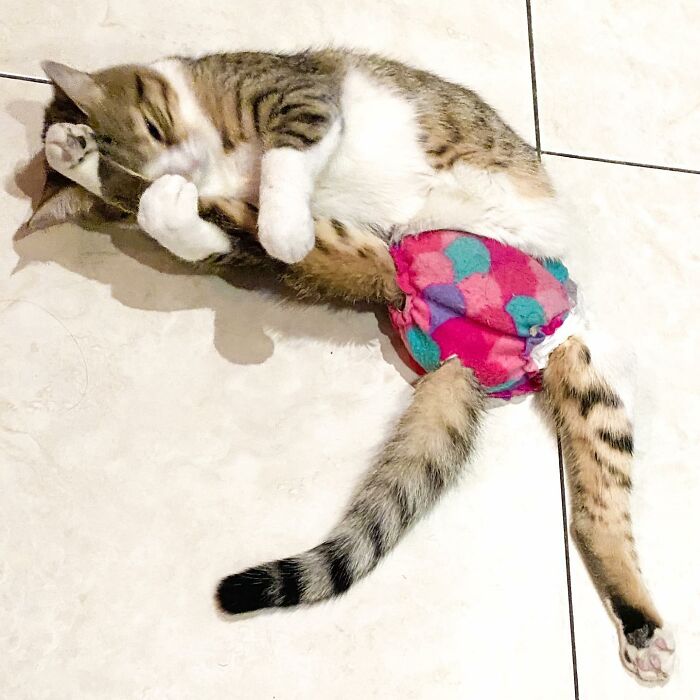 Couple Adopted Paralyzed Cat And Their Story Went Viral Couple Adopted Paralyzed Cat And Their Story Went Viral