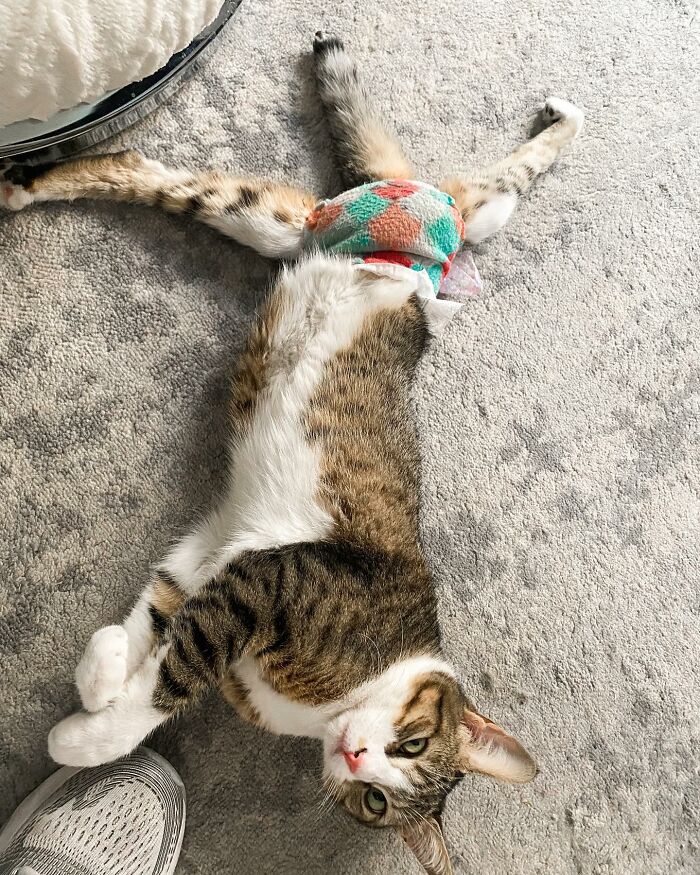 Couple Adopted Paralyzed Cat And Their Story Went Viral Couple Adopted Paralyzed Cat And Their Story Went Viral