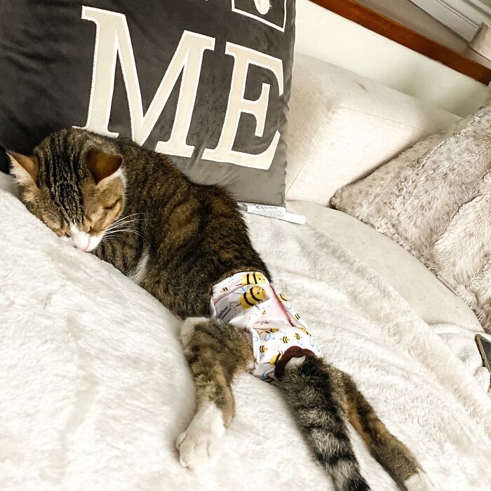 I made my paralyzed cat a new pair of scootin pants. : r/catpictures