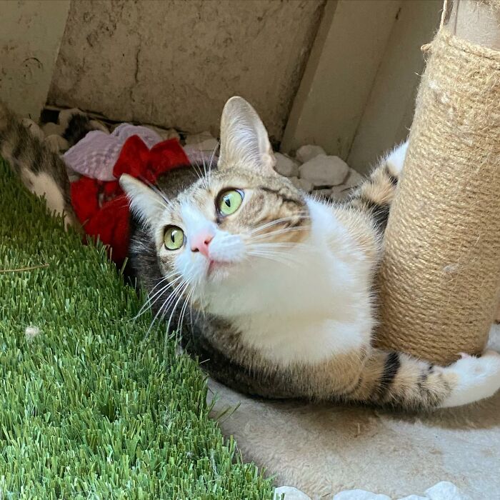 Couple Adopted Paralyzed Cat And Their Story Went Viral Couple Adopted Paralyzed Cat And Their Story Went Viral