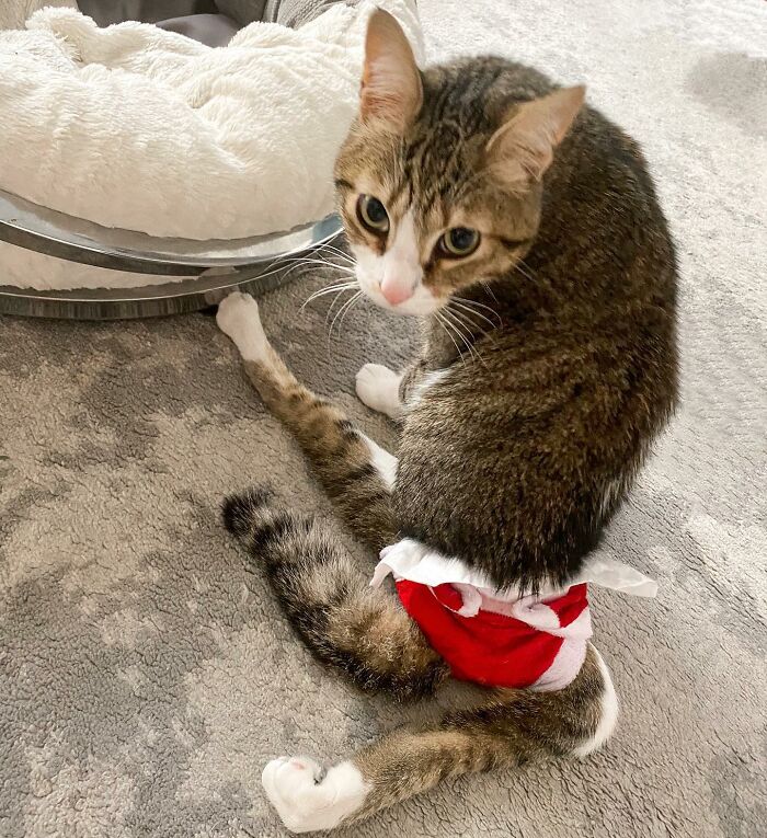 Couple Adopted Paralyzed Cat And Their Story Went Viral Couple Adopted Paralyzed Cat And Their Story Went Viral