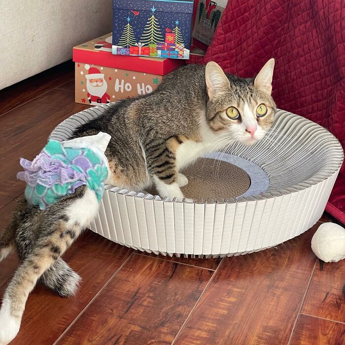 Couple Adopted Paralyzed Cat And Their Story Went Viral