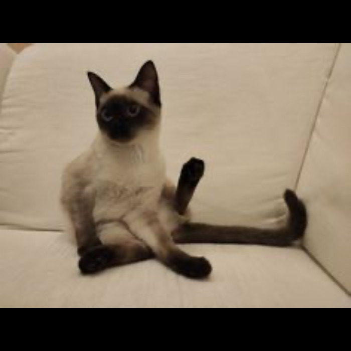 If Your Feeling Down, Here&rsquo;s 14 Pictures Of My Cat.