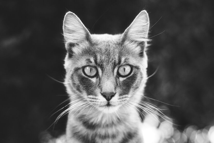 Stray Cat Portrait