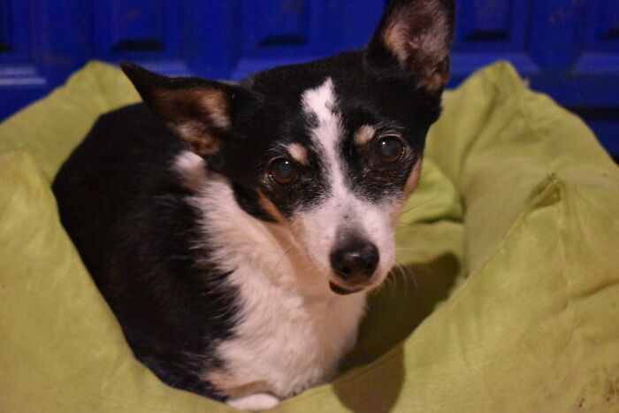 Margey-A 13 Year Old Rescue. Deaf As A Door Nail And Simply Wonderful