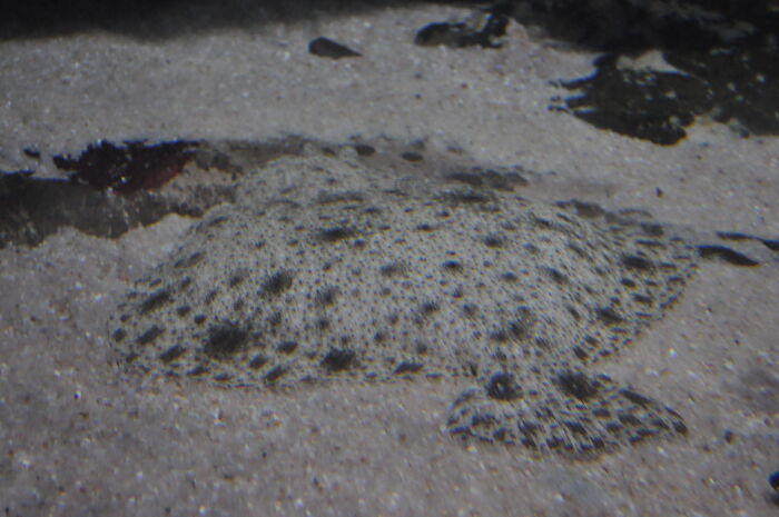 Manta Or Stingray? Taken At An Aquarium