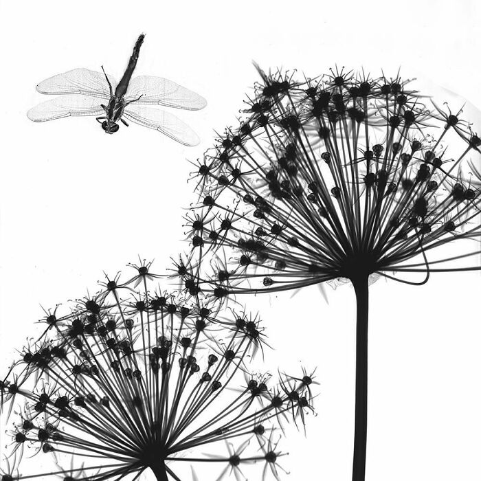 Dragonfly And Allium