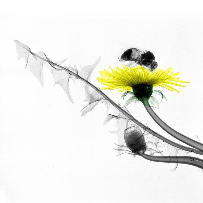 Bumblebee On Dandelion