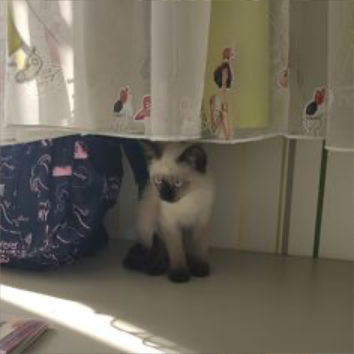 If Your Feeling Down, Here&rsquo;s 14 Pictures Of My Cat.