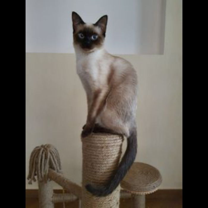 If Your Feeling Down, Here&rsquo;s 14 Pictures Of My Cat.