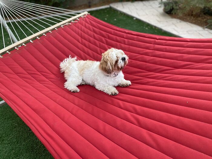 Just Chillin On The Hammock