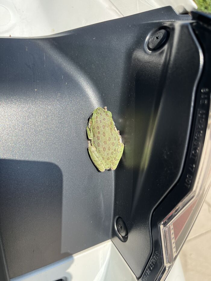 Tree Frog Took Up Residence In My Car. After Removing Him The Third Time And Relocating Him To The Other Side Of The House, We Haven’t Seen Him Again. Kinda Miss Him