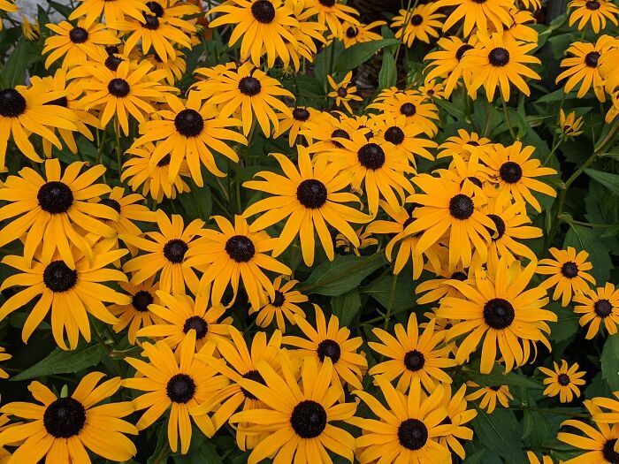 Black Eyed Susans