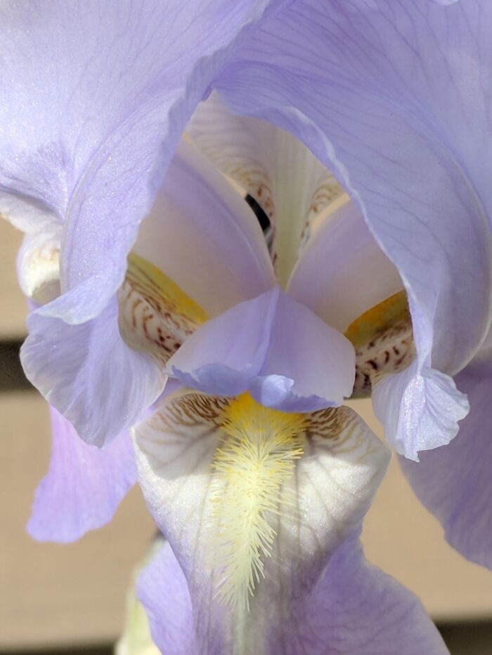 Bearded Iris