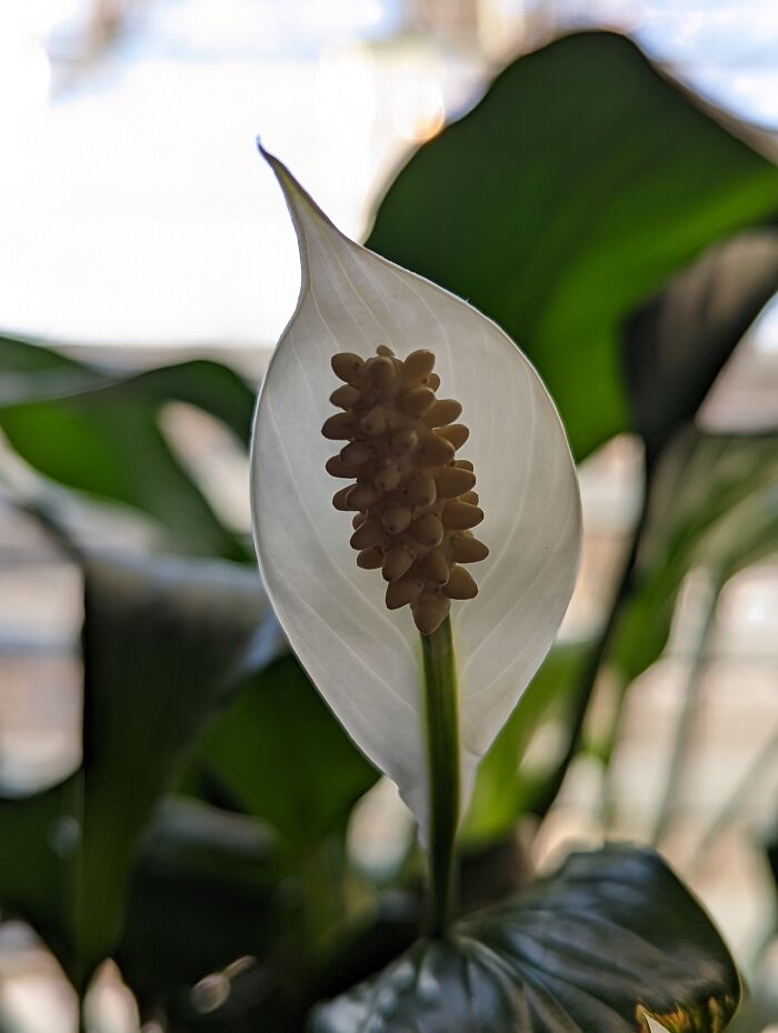 Peace Lilly