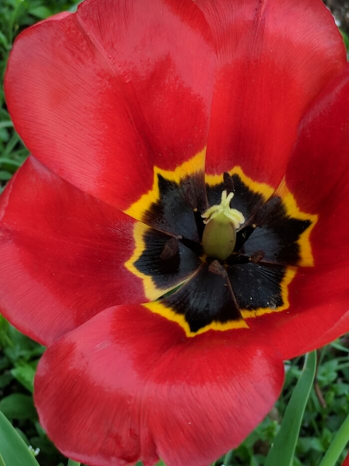 Tulip