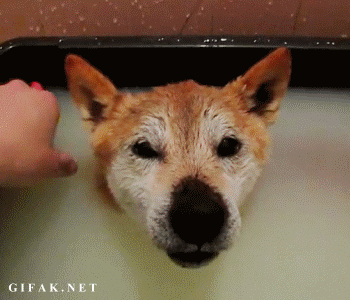 I Found These Adorable Animal Gifs On The Internet, And Wanted To Share Them. (16 Gifs)