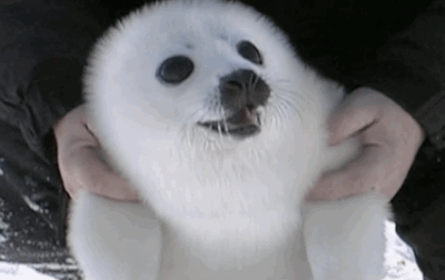I Found These Adorable Animal Gifs On The Internet, And Wanted To Share Them. (16 Gifs)