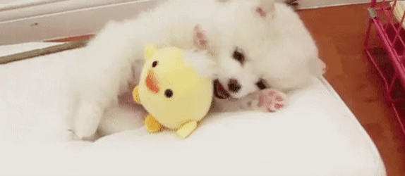 I Found These Adorable Animal Gifs On The Internet, And Wanted To Share Them. (16 Gifs)