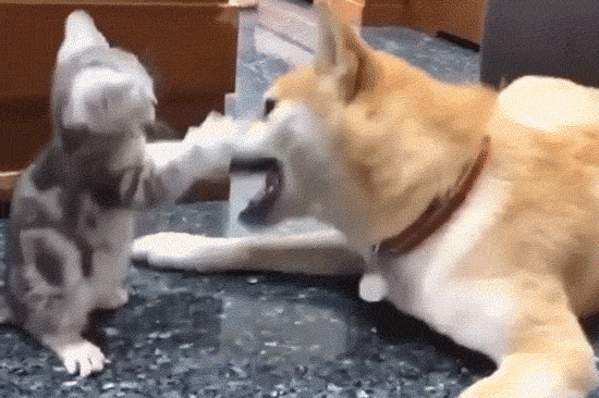 I Found These Adorable Animal Gifs On The Internet, And Wanted To Share Them. (16 Gifs)