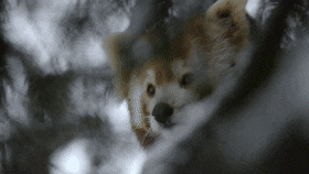I Found These Adorable Animal Gifs On The Internet, And Wanted To Share Them. (16 Gifs)