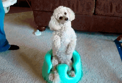 I Found These Adorable Animal Gifs On The Internet, And Wanted To Share Them. (16 Gifs)