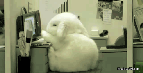 I Found These Adorable Animal Gifs On The Internet, And Wanted To Share Them. (16 Gifs)