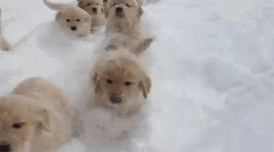 I Found These Adorable Animal Gifs On The Internet, And Wanted To Share Them. (16 Gifs)