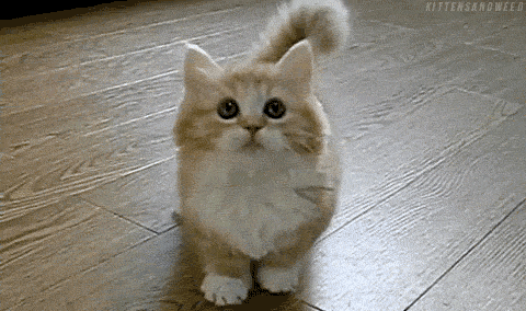 I Found These Adorable Animal Gifs On The Internet, And Wanted To Share Them. (16 Gifs)