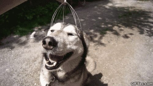 I Found These Adorable Animal Gifs On The Internet, And Wanted To Share Them. (16 Gifs)