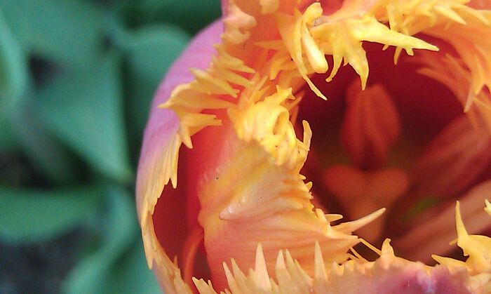 There Is A Home Near Me That Has A Garden That They Open To The Public. On Mother's Day A Few Years Ago We Went And My My Daughter Took A Bunch Of Close-Up Shots. This One Came Out So Perfectly!