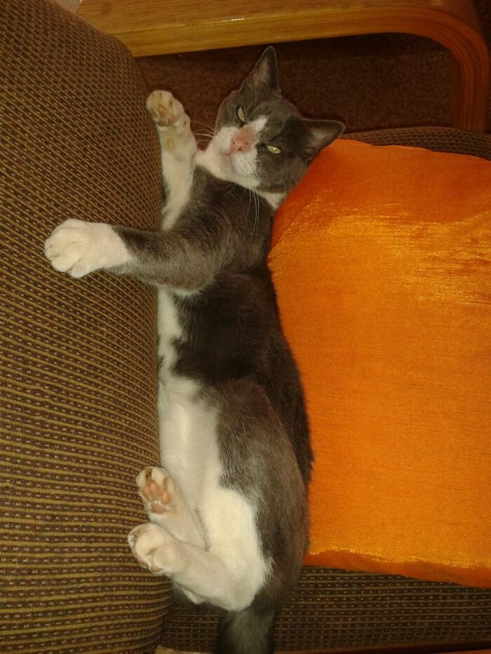 My Grumpy 15 Yr Old Boy "Riempies" Who Passed Away From Kidney Failure In 2016