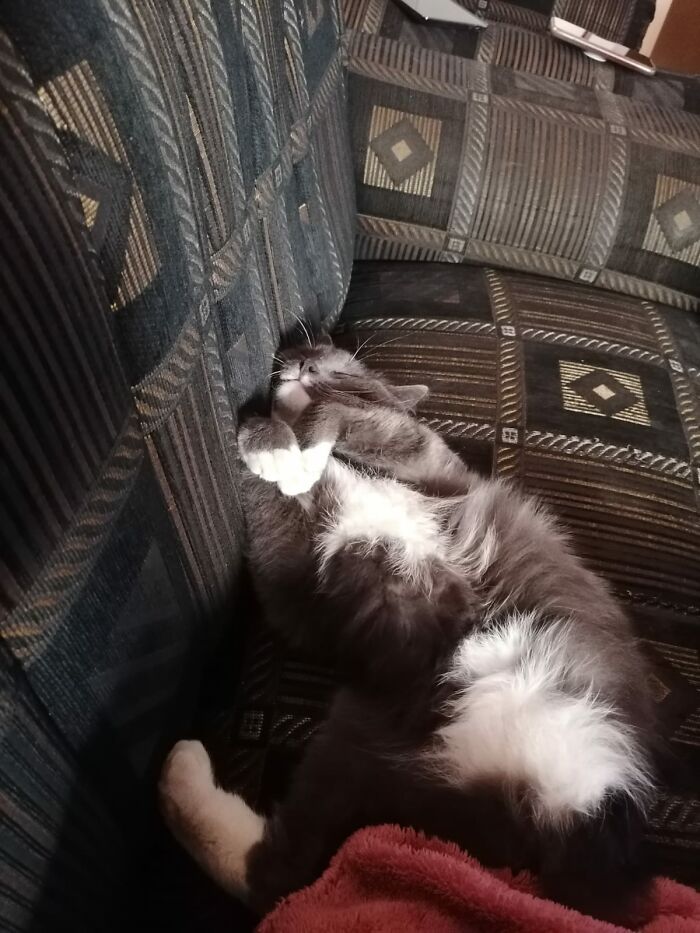 Cassidy, I Adopted Him Four Years Ago. They Amputated His Leg When He Was A Baby