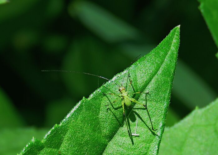 I Don't Know What Species This Little Jiminy 