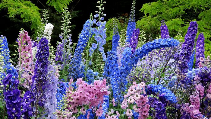 Delphinium, Blooms So Richly In Wonderful Colors 🥰
