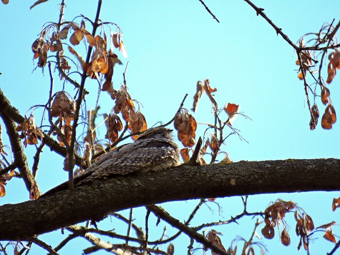 European Nightjar, Master Of Camouflage!