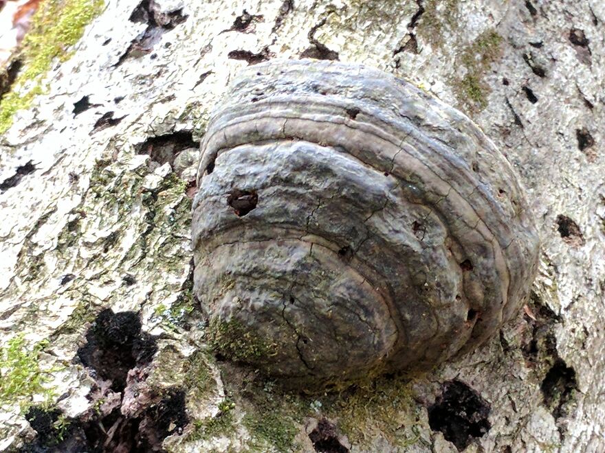 The Fungus Among Us: Can You Identify Some Of These Spores? (38 Pics)