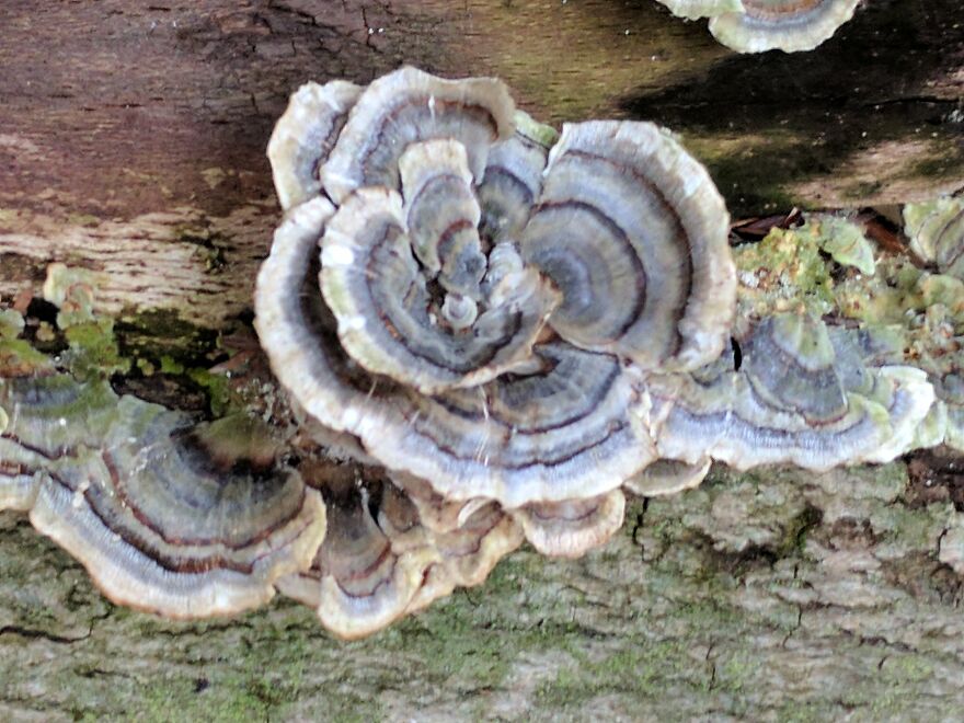 The Fungus Among Us: Can You Identify Some Of These Spores? (38 Pics)