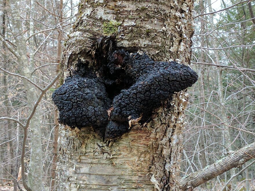 The Fungus Among Us: Can You Identify Some Of These Spores? (38 Pics)