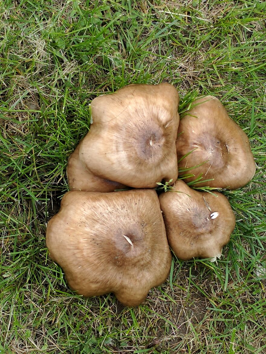 The Fungus Among Us: Can You Identify Some Of These Spores? (38 Pics)