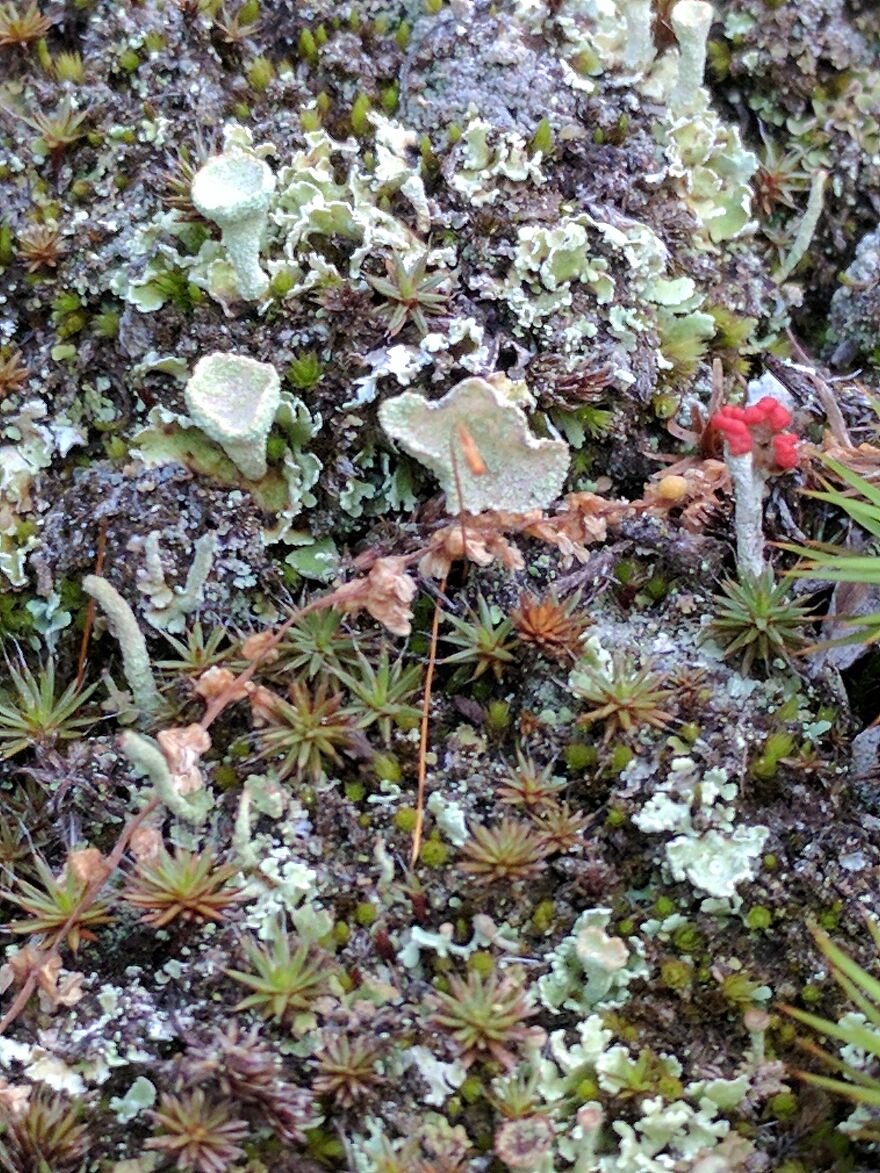 The Fungus Among Us: Can You Identify Some Of These Spores? (38 Pics)